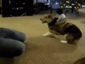 17473681365265.gif
