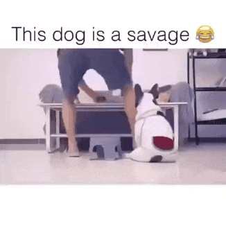 17477822197285.gif