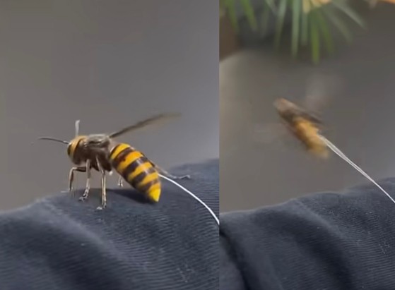 17505371532147.jpg
